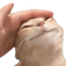 cat Discord emoji