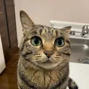 CheezCat Discord Emoji