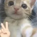 kittypeace Discord Emoji