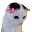 CoquetteCat Discord Emoji