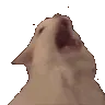 scream