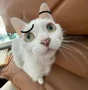 Cat_uh