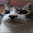 Cat_Judgelook