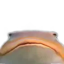 fisbuc