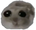 Hamster Hamster