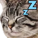 boogiesleep