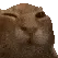 buh