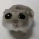 SadHampter