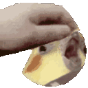 Pet_the_bird
