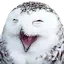 Owl Happy Discord Emoji