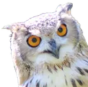 owl_confused