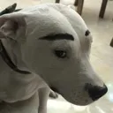 dogSideEye