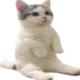 cat Discord Emoji