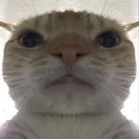 CatStare