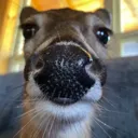 SillyCat