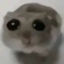 hammie