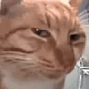 cat_hm