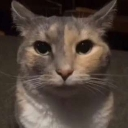 groguscat