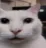 cat_canny