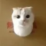 eggbeing