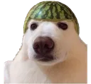 Dog_Watermelon