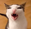 Crunchycat