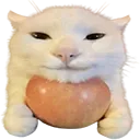 Cat_apple
