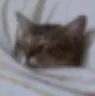 eepysleepy
