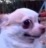 NHM_WHAT1 Discord emoji