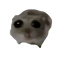 SadHamster
