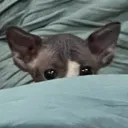 lurk