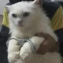 catnipthief