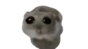 hamster