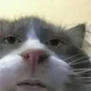 CatNaw Discord Emoji