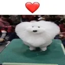 dogheart