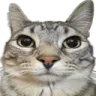CatStare