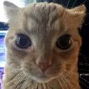 CatStare