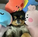 PuppyCuddle