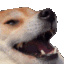 Eheh_Doggo