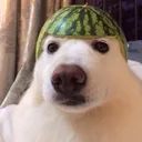 watermelondadogdoin