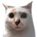 kirbygourd