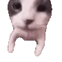 catkiss