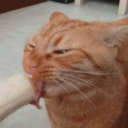 Cat_Banana animated Discord emote | ۶ৎ　‿　cemetery　 ݁ 　˖