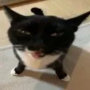 meowster