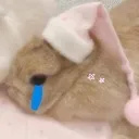 aviscry
