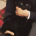 bladecat Discord Emoji