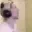 xqc_ScreamDies