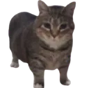 yes