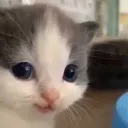 Hehe