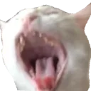 leroy_screm